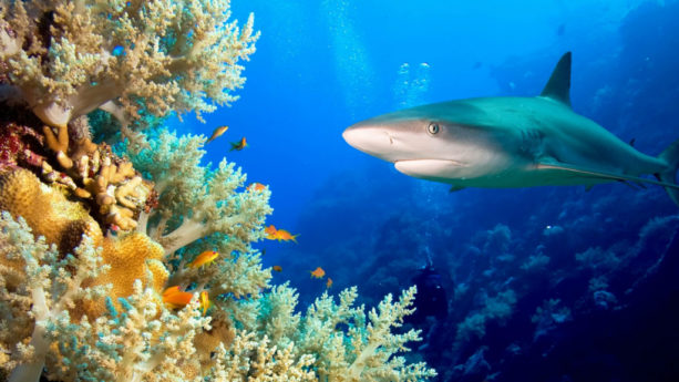 Есть ли акулы в Египте на Красном море?
