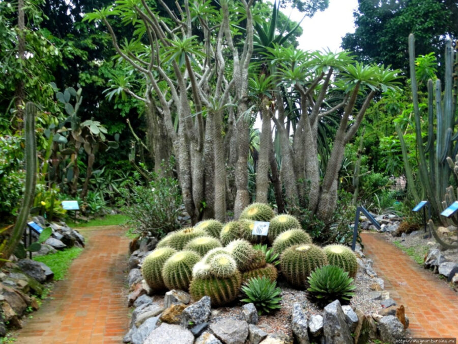 Ботанический сад рио-де-жанейро